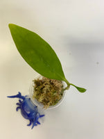 Hoya elliptica Philippines - active growth