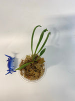 Hoya acicularis mutate - starting to root