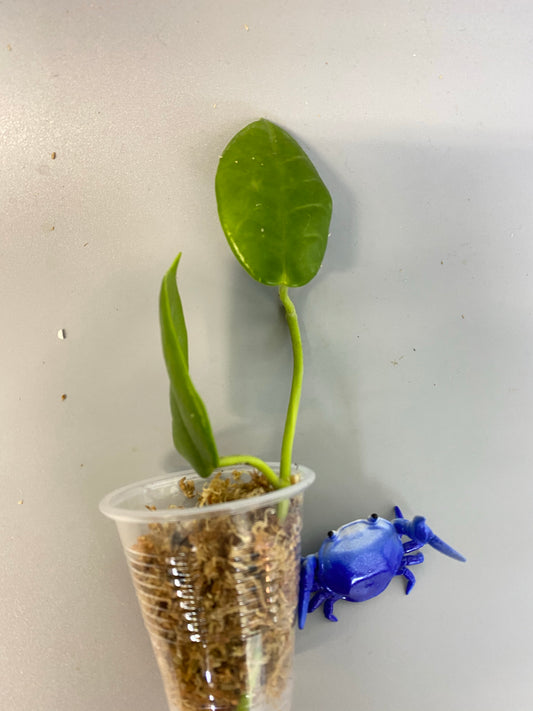 Hoya cv optimistic - unrooted