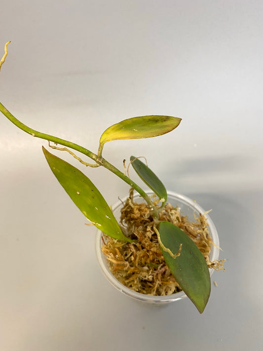 Reserved for Jacqueline - Hoya collina - has some roots