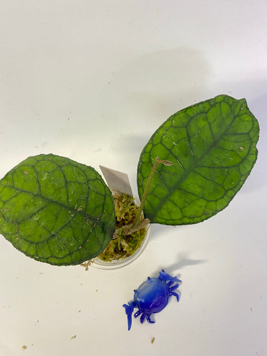 Reserved for Bernadette - Hoya svetlana - active growth