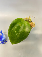 hoya macrophylla snow queen - some roots