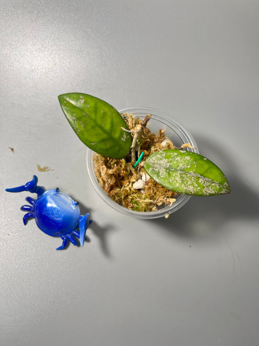 Free addon - Hoya carnosa Wilbur graves (Russia)- Unrooted