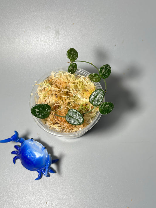 Hoya serpens splash -  fresh cut - Unrooted