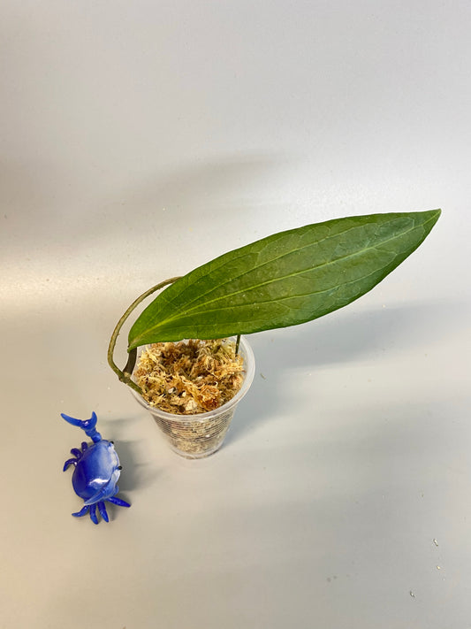 Hoya Benvergarai - unrooted