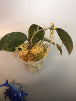 Hoya caudata Sumatra - rooted