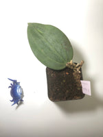 hoya polystachya - with new growth