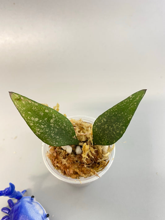 Hoya parviflora -unrooted