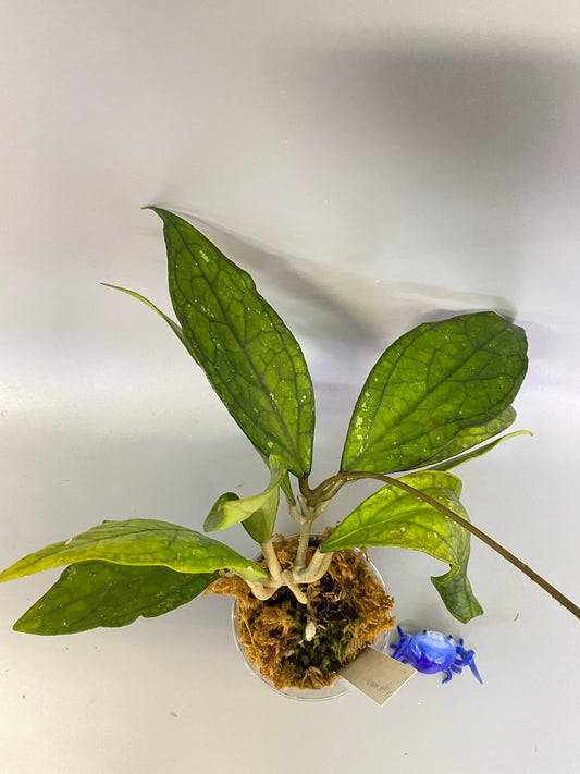 Hoya Germany - has roots