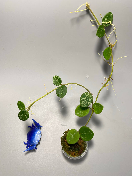 Hoya mathilde with splash - has some roots