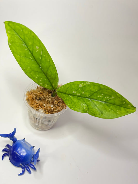 Hoya lobbii - Unrooted