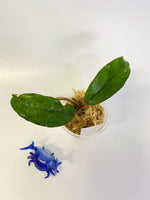 Hoya carnosa vietnam - has roots