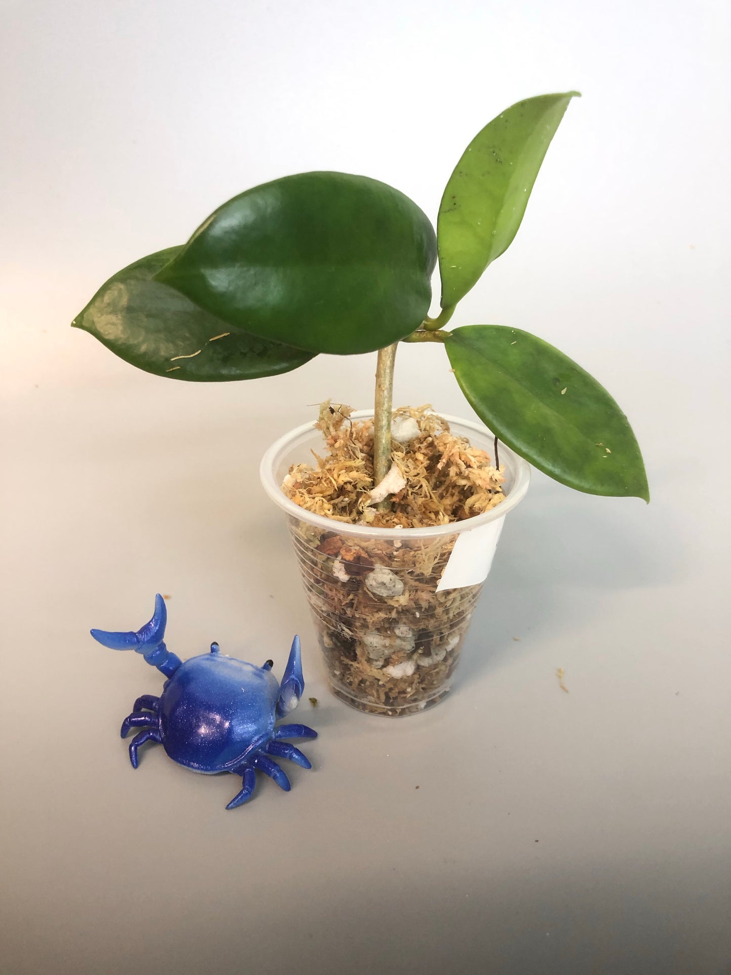 Hoya UT-036 West Timor - unrooted