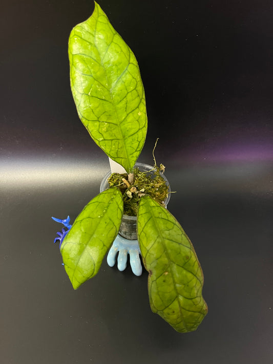 Hoya cv Ann - has some roots