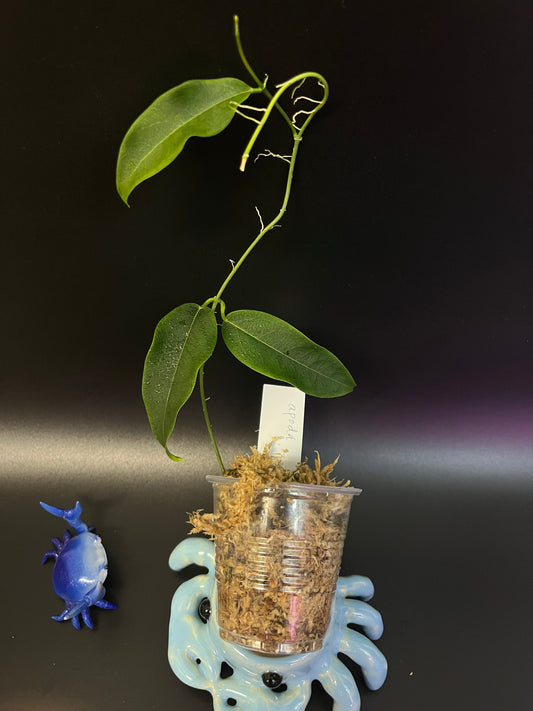 Hoya apoda  - Unrooted