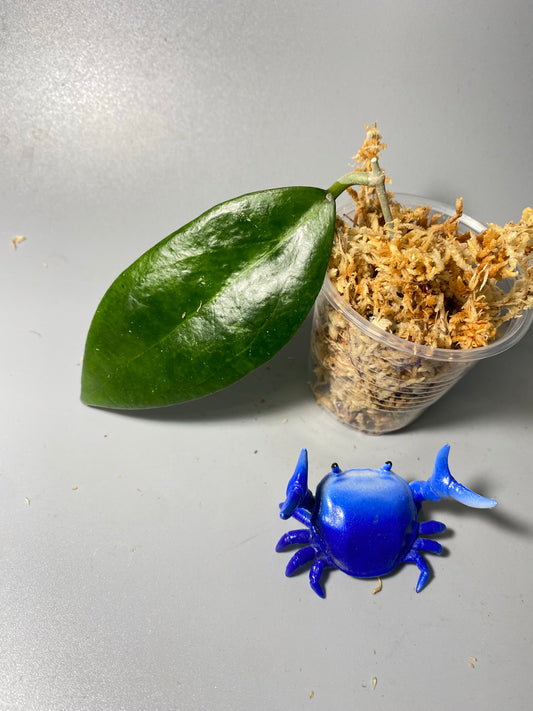 Hoya tequila sunrise - unrooted