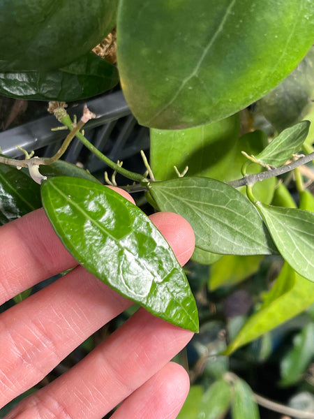 Hoya AH-250 - fresh cutting 1 node / 1 leaf