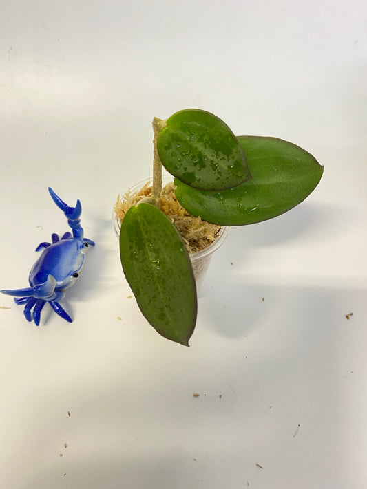 Hoya mb1414 (Christine x aldrichii) - starting to root