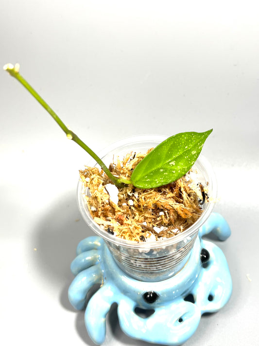 Hoya lacunosa x obscura with splash - Unrooted