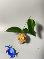 Hoya kaimuki (H macgillivrayi X H archboldiana) - Unrooted