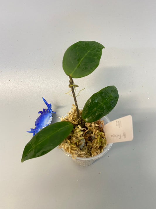 Hoya Patricia - Darwinii x Elliptica - new growth