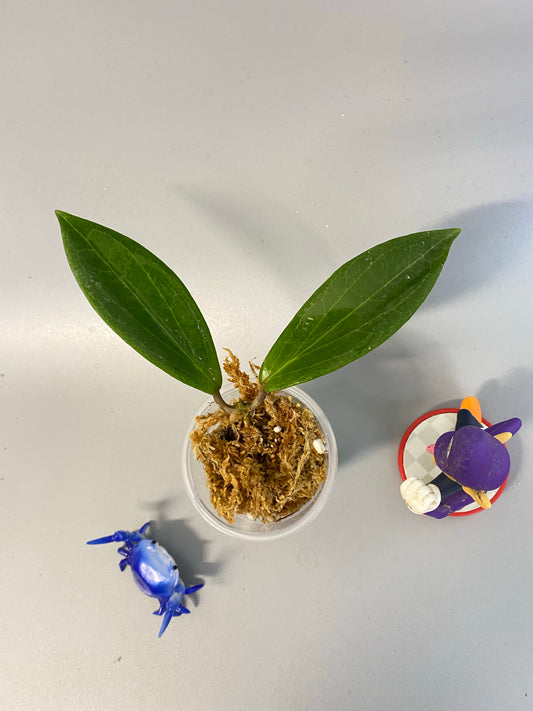 Hoya benguetensis - unrooted