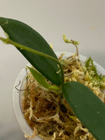 Hoya Lyi - active growth