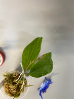 Hoya persicina - new growth