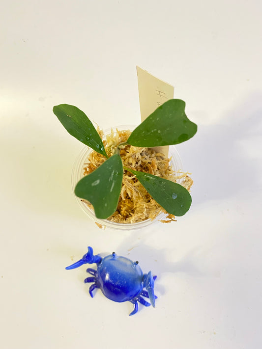 Hoya manipurensis - Unrooted