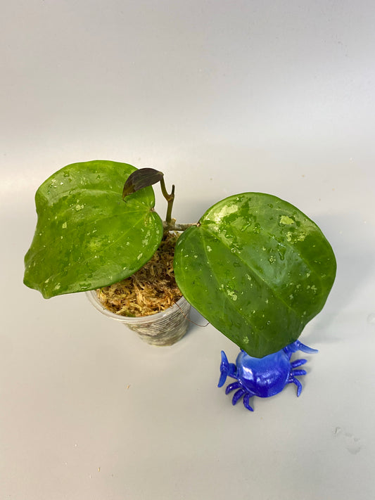 Reserved for Myanh - Hoya macrophylla snow queen - active growth