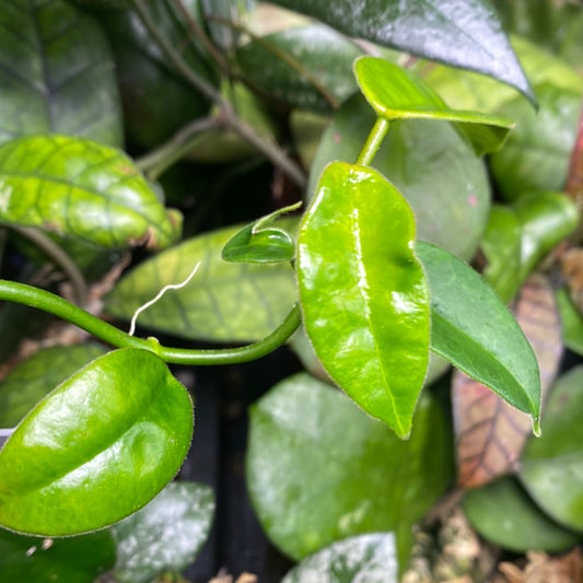 Hoya cv ruthie - Unrooted 3 node fresh cutting