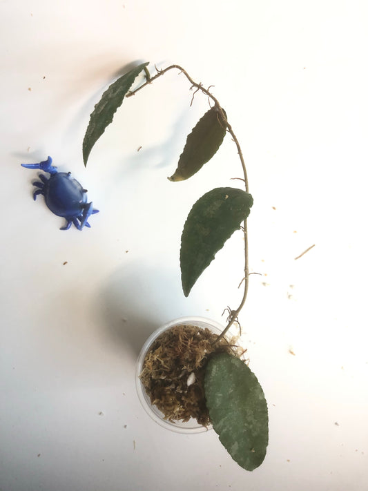 Hoya caudata Sumatra with some roots.