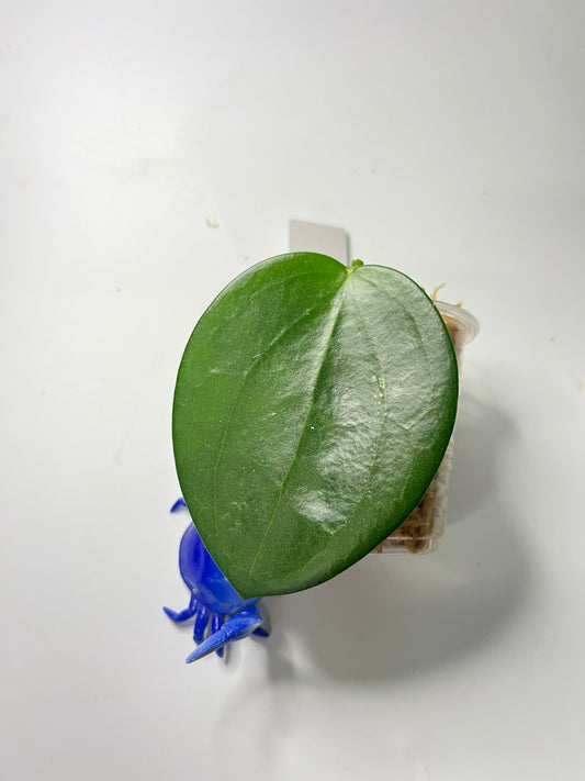 Hoya mb1414 (Christine x aldrichii) - unrooted