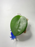Hoya mb1414 (Christine x aldrichii) - unrooted