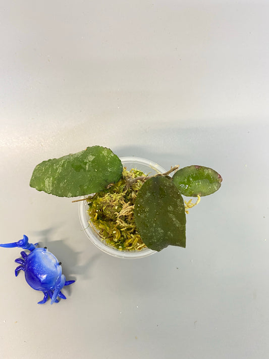 Hoya caudata Sumatra with new growth