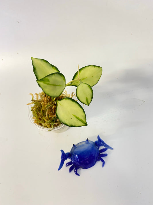 Hoya heuschkeliana variegated - starting to root