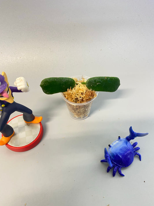 Hoya rotundiflora - Unrooted