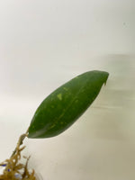 Hoya verticillata var hendersonii - unrooted