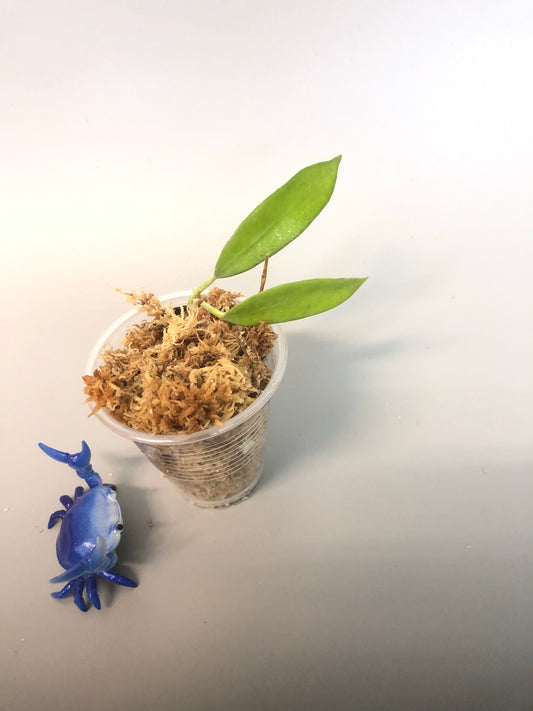 Hoya stoneana - unrooted