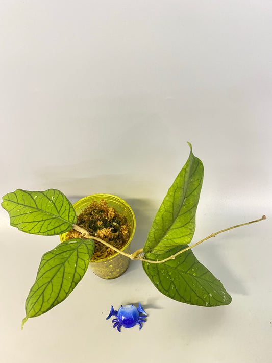 Hoya meredithii - rooted