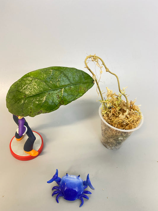 Hoya perak teddy bear / peninsularis - starting to root