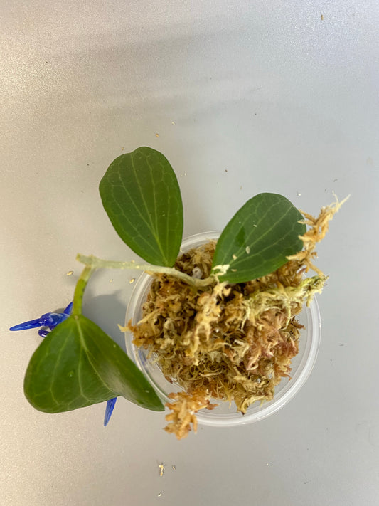 Hoya nicholsoniae - has some roots