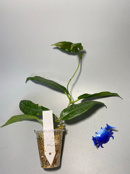 Hoya kaimuki (H macgillivrayi X H archboldiana) - active growth