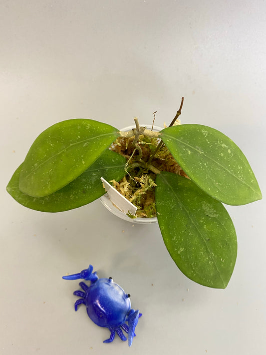 Hoya erythrostemma - pink corona - active growth