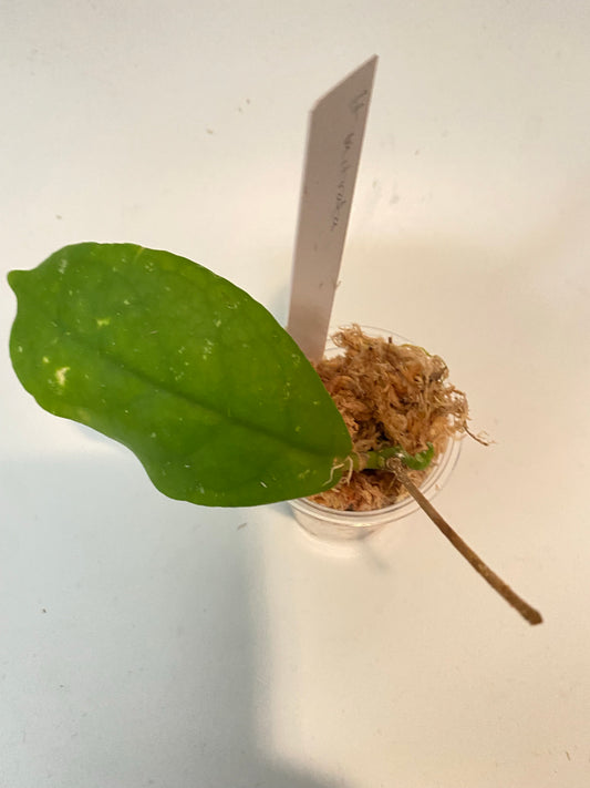 Hoya mitrata with splash - just starting to root