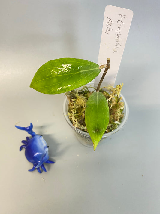 Hoya camphorifolia - has roots