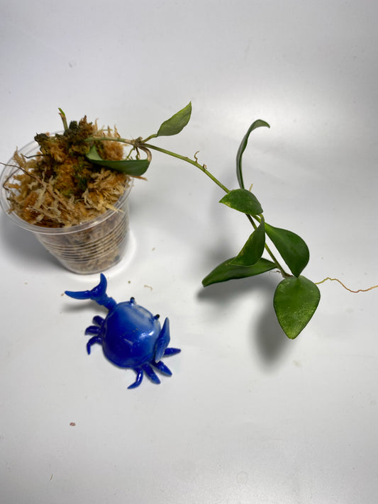 Hoya cv noona - has roots