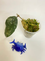 Hoya caudata regular - active growth