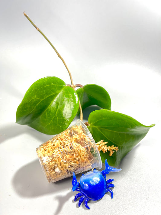 Hoya surigaoensis - Unrooted