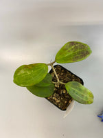 Hoya Ah-029 merrillii long leaf - active growth